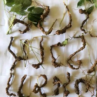 sâm ngọc linh sỉ lẻ