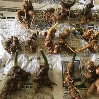 sâm ngọc linh sỉ lẻ