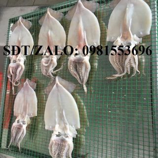 Mực 1 nắng