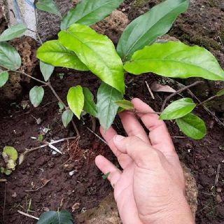 Bầu Giống Tiêu Lốt - Giống Tiêu Lốp.