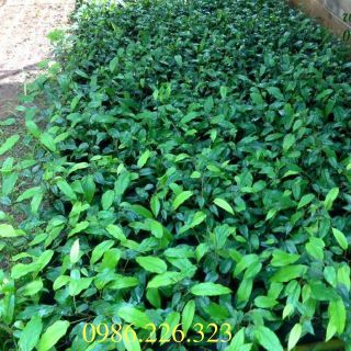 Bầu Giống Tiêu Lốt - Giống Tiêu Lốp.