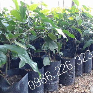 Bầu Giống Tiêu Lốt - Giống Tiêu Lốp.