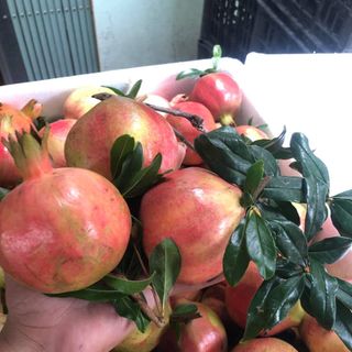 Lựu đã đến mùa khách lên đơn sỉ gọi điện trực tiếp
