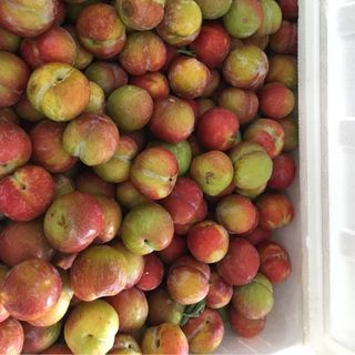 Mận cau ngon ngọt giòn- Khách mua liên hệ trực tiếp