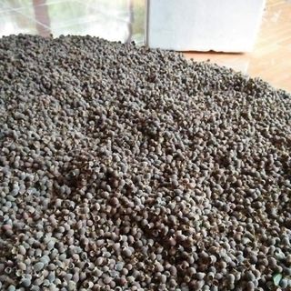 Sim mật rừng nghệ an
