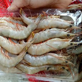 TÔM BỘT BIỂN
