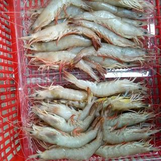 TÔM BỘT BIỂN