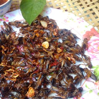 Dế trứng thịt