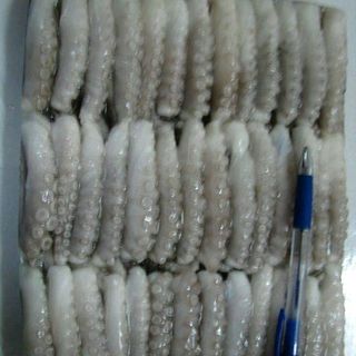 bạch tuộc