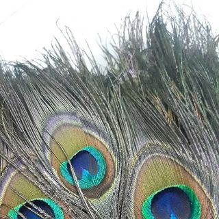 lông công phong thủy