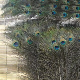 lông công phong thủy