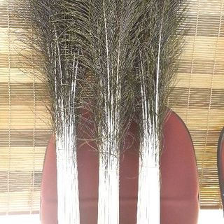 lông công phong thủy