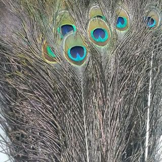 lông công phong thủy