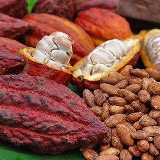 Bột Cacao Daklak Nguyên Chất Giá sỉ 500g