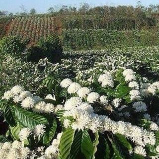 Đặc sắc mật ong hoa cà phê xuất xứ Đắk Lắk