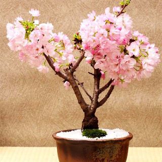 Hạt giống hoa anh đào