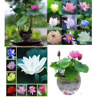 Sỉ 500 Hạt giống hoa sen