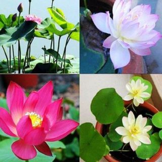 Sỉ 500 Hạt giống hoa sen