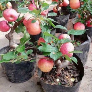 Hạt giống táo lùn đỏ