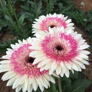 Hạt giống hoa đồng tiền