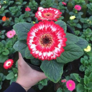 Hạt giống hoa đồng tiền