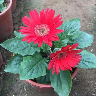 Hạt giống hoa đồng tiền