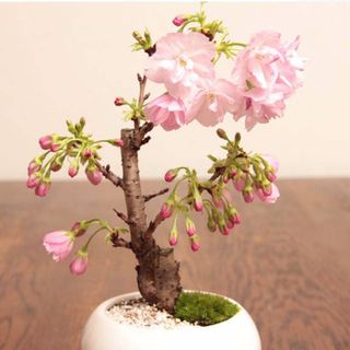 50 gói Hạt giống hoa anh đào