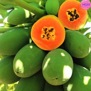 Hạt giống đu đủ lùn