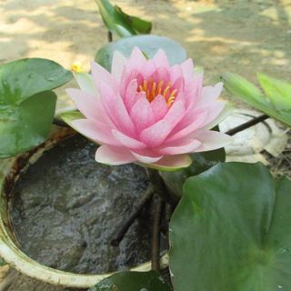 Sỉ 1000 Hạt giống hoa sen Mini