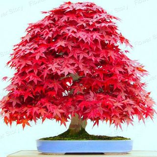 Hạt giống phong lá đỏ