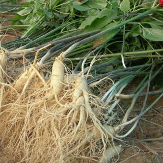 50 gói Hạt giống nhân sâm