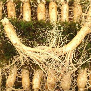50 gói Hạt giống nhân sâm