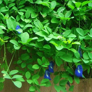 Hạt giống hoa đậu biếc