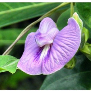 Hạt giống hoa đậu biếc