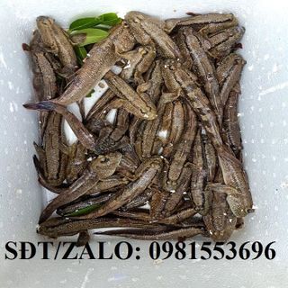 Cá thòi lòi - Hà Nội - Đặc sản miền tây