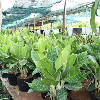 Cây Bạch Mã Hoàng Tử