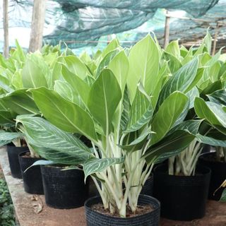 Cây Bạch Mã Hoàng Tử
