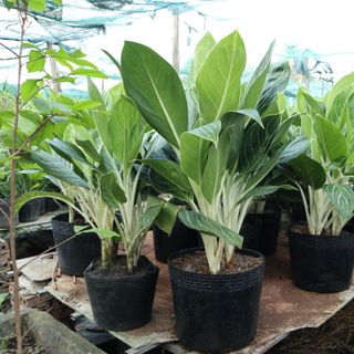 Cây Bạch Mã Hoàng Tử