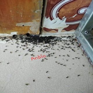 Thuốc Diệt Kiến Gián Sinh Học Anbio Giá Siêu Tốt