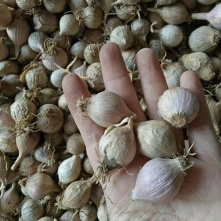 cơ sở sản xuất tỏi đen Hoàng Ngân chuyên cung cấp sỉ và lẻ số lượng lớn mỗi mẻ 300kg tỏi đen thành phẩm tỏi ủ đúng quy trình 60 ngày theo công nghệ nhật bản nguồn nguyên liệu từ tỏi cô đơn phù yên sơn la đặc sản Tây bắc Việt Nam