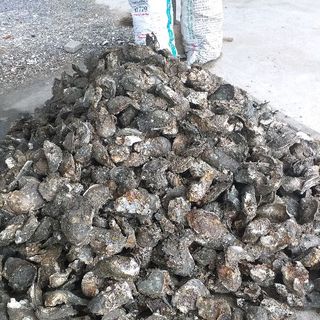 Hàu Long Sơn