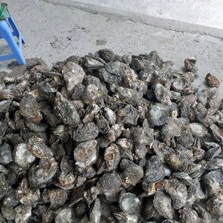 Hàu Long Sơn