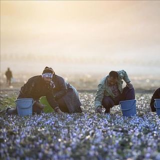 SAFFRON EYJAN - TỪ IRAN