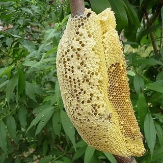 Sỉ các loại bột mặt nạ thiên nhiên nguyên chất