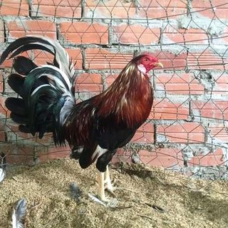 FLOSAL-D - Đặc trị bệnh Tổng hợp Hô hấp gà khò khè