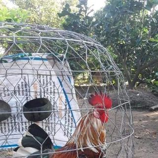 FLOSAL-D - Đặc trị bệnh Tổng hợp Hô hấp gà khò khè