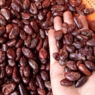 Cacao DăkLak nguyên chất 100 Thuần khiết vị chuẩn đắng nhẹ và rất thơm Giàu dưỡng chất vitamin không chứa đường không phụ gia hoàn hảo cho trẻ nhỏ thiếu hụt Vitamin và phụ nữ người ăn kiêng Nghiên cứu chỉ ra sử dụng cacao thường xuyên có thể cải thiện huyết áp cao xơ vữa động mạch vành nhồi máu cơ tim và tai biến mạch máu não