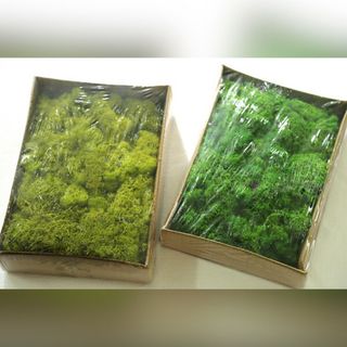 Hộp rêu nhân tạo - R007 600g