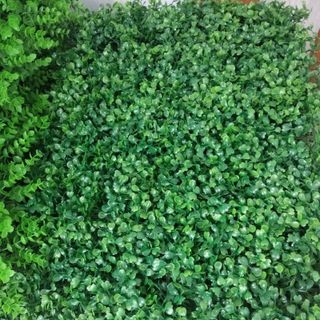 cỏ cải xoong