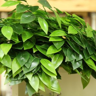 Lá si lá dày tự nhiên như thật - HC708